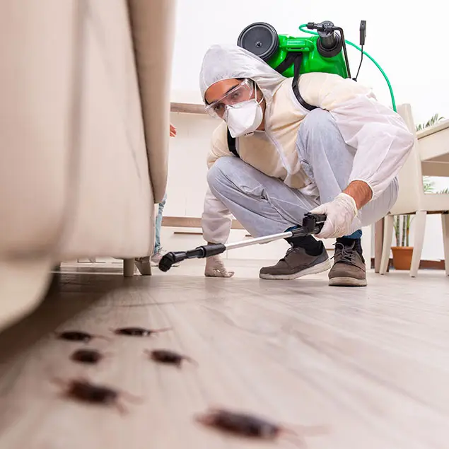 protected-cleaner-inspecting-terminated-pests